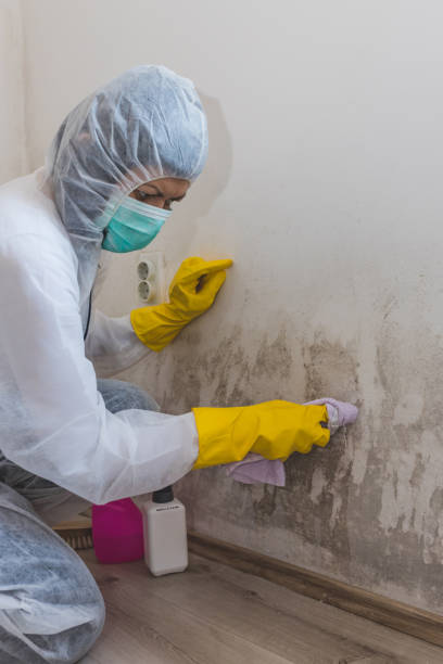Best Real Estate Mold Inspection  in Navassa, NC